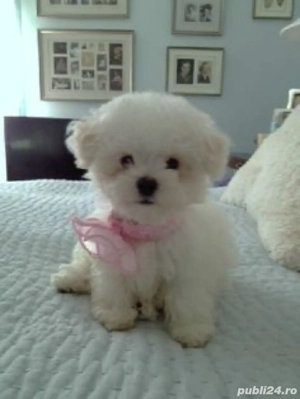 maltipoo alb pufos 