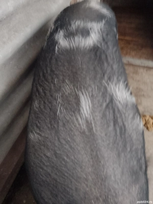 Porc de vanzare  - imagine 2