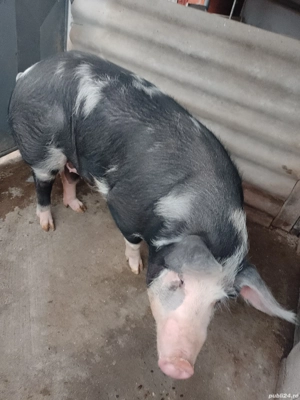Porc de vanzare  - imagine 5