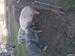 Porci de vânzare  - imagine 2