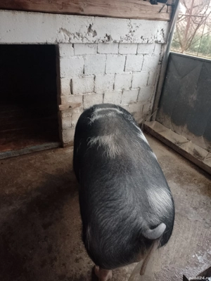 Porc de vanzare  - imagine 3