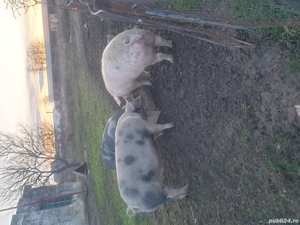 Porci de vânzare  - imagine 3