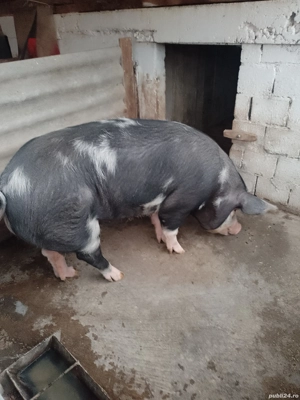 Porc de vanzare  - imagine 4