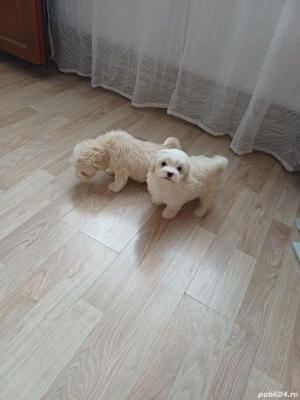 Bichoni Maltez  - imagine 2