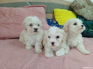 Bichoni Maltez  - imagine 4