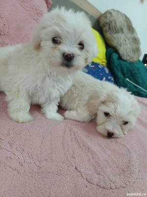 Bichoni Maltez  - imagine 3