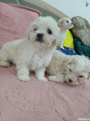 Bichoni Maltez  - imagine 5