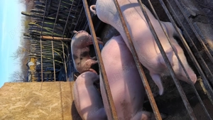 Ofer spre vanzare porci sanatosi in jur de 120kg crescuti in gospodarie. Detali   Gorj - imagine 3