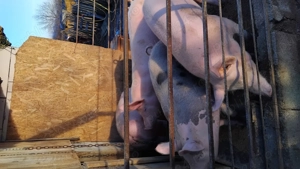 Ofer spre vanzare porci sanatosi in jur de 120kg crescuti in gospodarie. Detali   Gorj - imagine 2