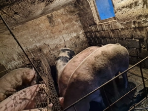 Porci de vânzare  - imagine 3