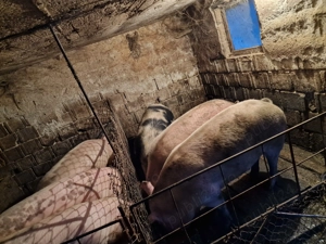 Porci de vânzare  - imagine 2