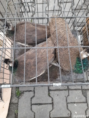 Pauni de vânzare  - imagine 2