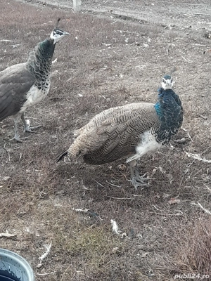 Pauni de vânzare  - imagine 4