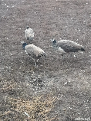 Pauni de vânzare  - imagine 3