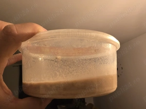 Culturi de microviermi si grindale - imagine 3