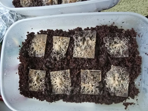 Culturi de microviermi si grindale - imagine 4