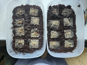 Culturi de microviermi si grindale - imagine 5