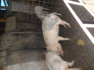 Porci de vanzare - imagine 2