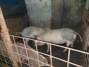 Porci de vanzare - imagine 4