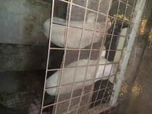 Porci de vanzare - imagine 5