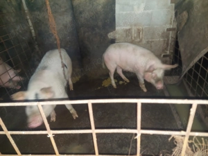 Porci de vanzare - imagine 3