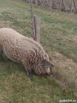 vand porc 120kg - imagine 2