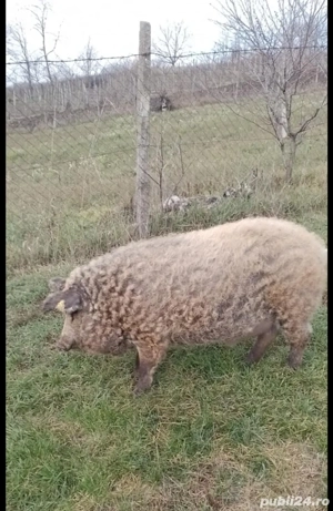 vand porc 120kg - imagine 3