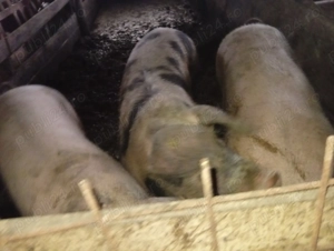 Porci și scroafe de vânzare  - imagine 2