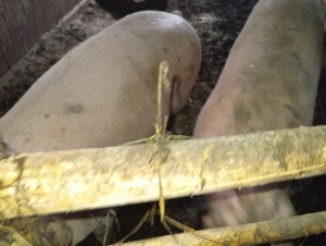 Porci și scroafe de vânzare  - imagine 3