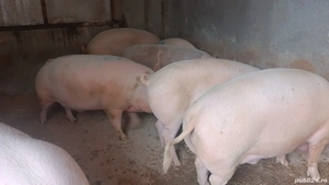 vand porci disponibili pentru Crăciun  - imagine 4