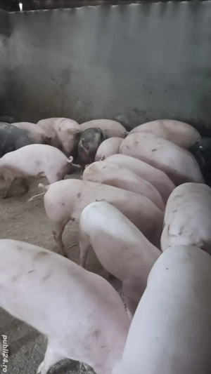 vand porci disponibili pentru Crăciun  - imagine 2