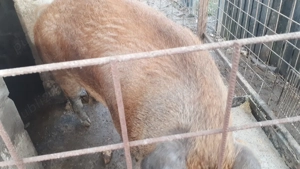 Porc duroc pentru tăiat.  - imagine 2