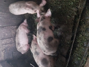 Vând șoldani ,ultimele 4 bucăți  - imagine 2