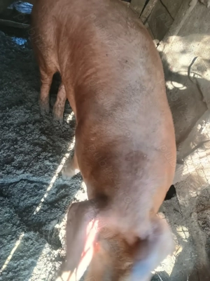 Vând  vier duroc  de un an - imagine 2