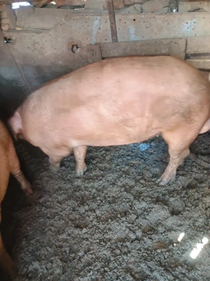 Vând  vier duroc  de un an - imagine 3