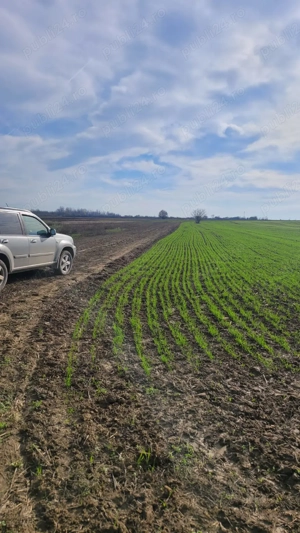 Teren 1.437mp intravilan la preț de 2.700 euro - imagine 4