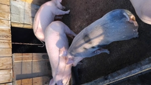 Ofer spre vanzare porci sanatosi in jur de 120kg crescuti in gospodarie. Detali   Gorj - imagine 7