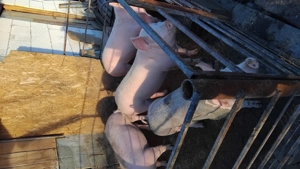 Ofer spre vanzare porci sanatosi in jur de 120kg crescuti in gospodarie. Detali   Gorj - imagine 6