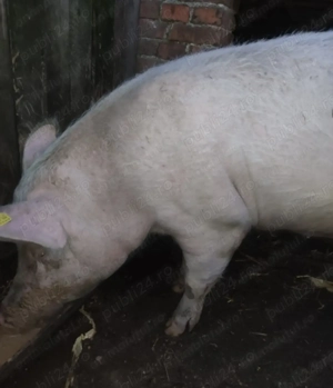 Vând purcea de Crăciun  - imagine 2