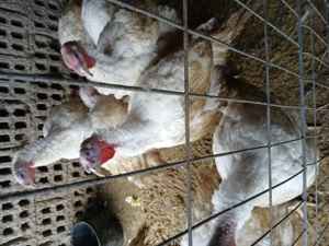 Vând curcani crescuți la curte