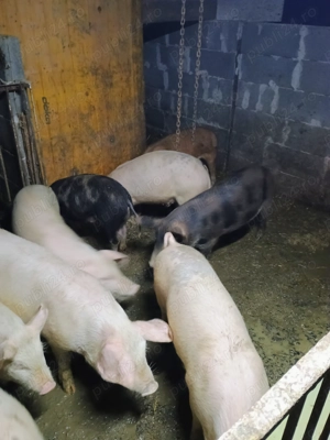Porci de vânzare 