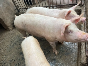 Vând porci crescuți natural - imagine 2