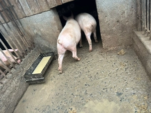 Vând porci crescuți natural - imagine 3