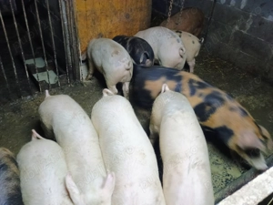 Porci de vânzare  - imagine 3
