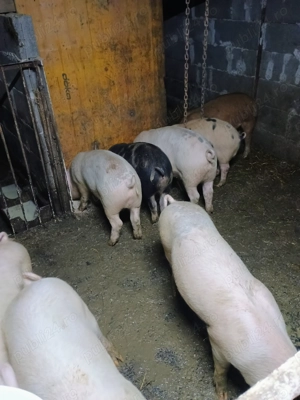 Porci de vânzare  - imagine 4