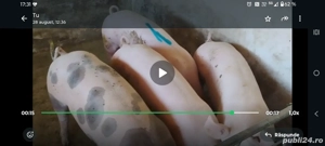 Porci de vinzare - imagine 2