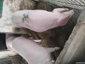 Porci de vinzare - imagine 5