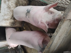 Porci de vinzare - imagine 3