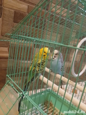  2 perusii + cușca  - imagine 2