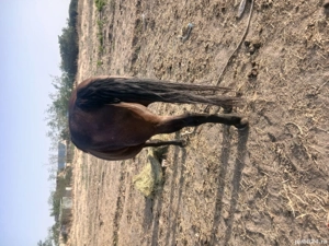 iapa de vânzare.. - imagine 4